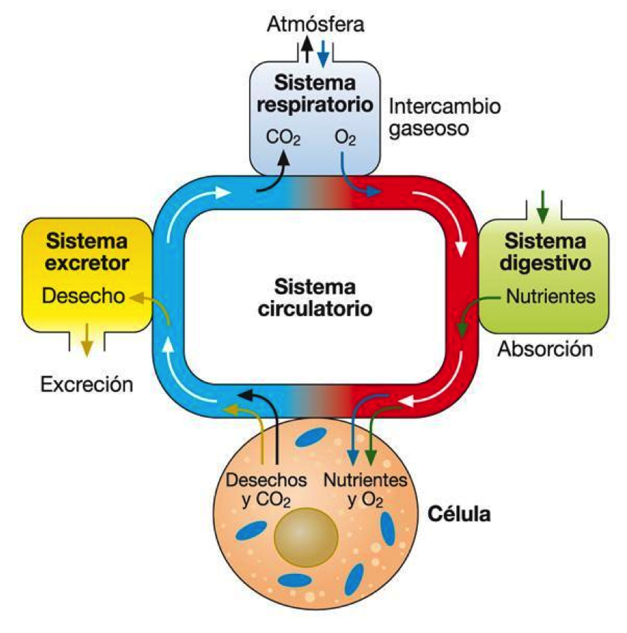 Sistemas relacionados con la nutricion Dietas